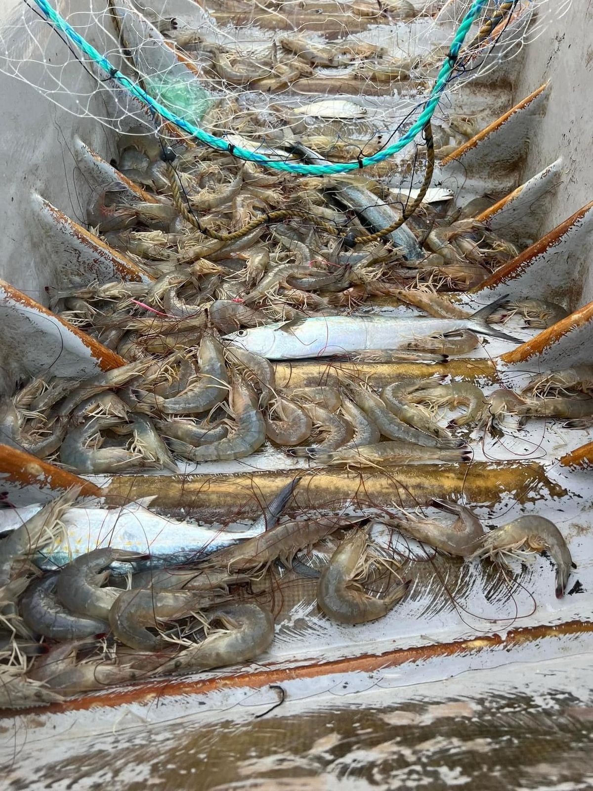 Llama Gobierno de Sonora a cuidar el camarón ante inicio de veda